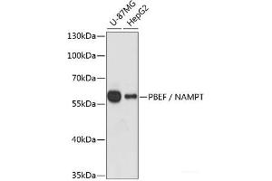 Western blot analysis of extracts of various cell lines using PBEF / NAMPT Polyclonal Antibody at dilution of 1:1000. (NAMPT antibody)