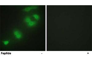 Immunofluorescence analysis of HepG2 cells, using CREBZF polyclonal antibody .