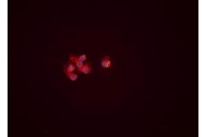 ABIN6276460 staining HEPG2 cells by ICC/IF. (ENO1 antibody  (C-Term))