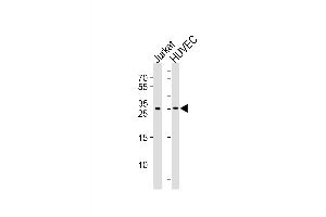 Western blot analysis of lysates from Jurkat, HUVEC cell line (from left to right), using DKK4 Antibody at 1:1000 at each lane. (DKK4 antibody  (C-Term))