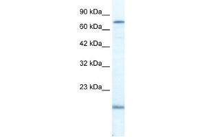 PGBD3 antibody used at 2.