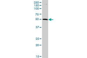 C9orf68 MaxPab polyclonal antibody. (C9orf68 antibody  (AA 1-392))