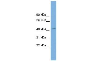 WB Suggested Anti-Vsx1 Antibody Titration:  0.