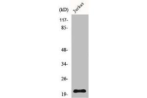NHLH2 antibody  (Internal Region)