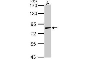 TRIM36 抗体  (C-Term)
