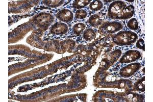 IHC-P Image Angiopoietin 4 antibody detects Angiopoietin 4 protein at cytoplasm on mouse duodenum by immunohistochemical analysis. (Angiopoietin 4 antibody  (N-Term))