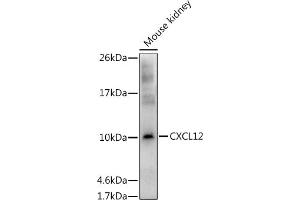Western blot analysis of extracts of Mouse kidney, using CXCL12 antibody (ABIN6130152, ABIN6139271, ABIN6139272 and ABIN6217180) at 1:1000 dilution. (CXCL12 antibody  (AA 22-89))