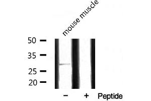 Western blot analysis of extracts from mouse muscle, using SURF1 antibody. (SURF1 antibody  (Internal Region))