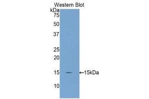 Western Blotting (WB) image for anti-Inhibin, beta C (INHBC) (AA 237-352) antibody (ABIN1859455) (INHBC antibody  (AA 237-352))