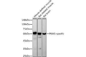 Western blot analysis of extracts of various cell lines, using PKM1-specific antibody (ABIN7269382) at 1:1000 dilution. (PKM1 antibody)