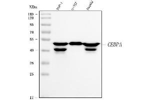Western blot analysis of CEBP using anti-CEBP antibody (ABIN7599996).