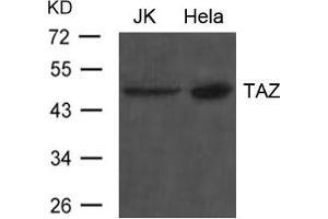 Western blot analysis of extract from JK and Hela cells using TAZ Antibody (WWTR1 antibody)