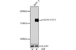 Western blot analysis of extracts of BxPC-3 cells, using Phospho-EGFR-Y1173 Rabbit mAb (ABIN7266989) at 1:1000 dilution. (EGFR antibody  (pTyr1173))