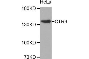 Western Blotting (WB) image for anti-RNA Polymerase-Associated Protein CTR9 Homolog (CTR9) antibody (ABIN1872090)