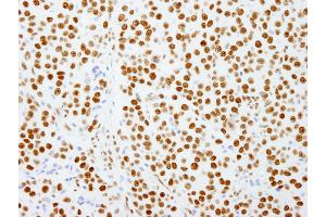 Immunohistochemistry (IHC) image for anti-Splicing Factor Proline/glutamine-Ric (SFPQ) (AA 657-707) antibody (ABIN7449003) (SFPQ antibody  (AA 657-707))