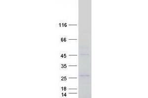 Validation with Western Blot (Zygote Arrest 1 Protein (ZAR1) (Myc-DYKDDDDK Tag))