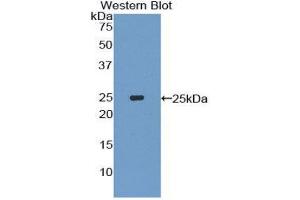 Western Blotting (WB) image for anti-Interleukin-27 Subunit alpha (IL27) (AA 29-234) antibody (ABIN1859409) (IL27 antibody  (AA 29-234))