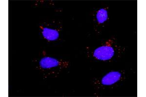 Proximity Ligation Analysis of protein-protein interactions between STAT1 and STAT3. (STAT3 antibody  (AA 1-769))