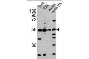 Western blot analysis of CASP2 antibody (Center) (ABIN388122 and ABIN2846317) in HL60, K562, Ramos and NIH-3T3 cell line lysates(35 μg/lane). (Caspase 2 antibody  (AA 198-226))