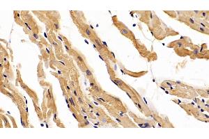 Detection of DPT in Mouse Cardiac Muscle Tissue using Polyclonal Antibody to Dermatopontin (DPT) (Dermatopontin antibody  (AA 29-197))