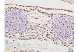 CUX2 antibody  (AA 1001-1085)