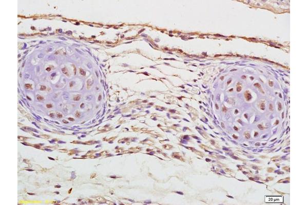 CUX2 antibody  (AA 1001-1085)