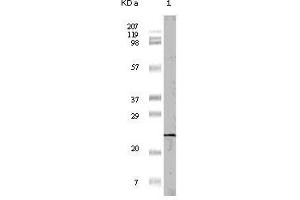 Western Blot showing 4E-BP1 antibody used against truncated 4E-BP1 recombinant protein (1).