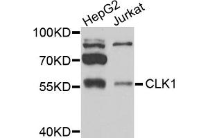 Western blot analysis of extracts of various cell lines, using CLK1 antibody (ABIN5974148) at 1/1000 dilution. (CLK1 antibody)