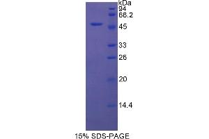 SDS-PAGE analysis of Rat Protease, Serine 8 Protein. (Protease Protein)