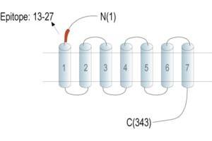 anti-Thromboxane A2 Receptor (TBXA2R) (AA 13-27), (Extracellular), (N-Term) antibody