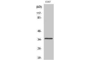 Western Blotting (WB) image for anti-Olfactory Receptor, Family 4, Subfamily K, Member 14 (OR4K14) (C-Term) antibody (ABIN3176556) (OR4K14 antibody  (C-Term))