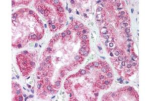 Anti-ULK1 antibody IHC of human kidney. (ULK1 antibody  (AA 320-370))