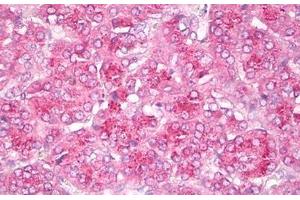 Anti-GIT2 antibody IHC staining of human pancreas. (GIT2 antibody  (AA 1-472))