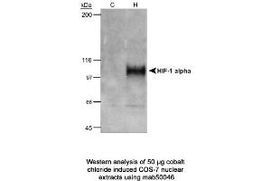 Image no. 1 for anti-Hypoxia Inducible Factor 1, alpha Subunit (Basic Helix-Loop-Helix Transcription Factor) (HIF1A) (AA 432-528) antibody (ABIN2852421) (HIF1A antibody  (AA 432-528))