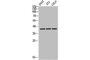Western Blot analysis of 293T NIH-3T3 COLO cells using DGAT2L3 Polyclonal Antibody (AWAT1 antibody  (C-Term))