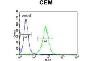 Flow cytometric analysis of CEM cells  using Neurexophilin-4 Antibody (C-term) Cat. (Neurexophilin 4 antibody  (C-Term))
