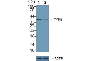 Knockout Varification: Lane 1: Wild-type U2OS cell lysate, Lane 2: TYMS knockout U2OS cell lysate, Predicted MW: 36,32,26kd Observed MW: 38kd Primary Ab: 1 μg/mL Rabbit Anti-Human TYMS Antibody Second Ab: 0. (TYMS antibody  (AA 36-313))