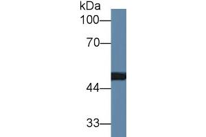 Rabbit Detection antibody from the kit in WB with Positive Control: Rat serum. (MMP13 CLIA Kit)