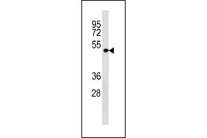 LRP2BP Antibody (Center) (ABIN1881508 and ABIN2843301) western blot analysis in A549 cell line lysates (35 μg/lane). (LRP2BP antibody  (AA 126-152))