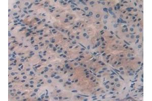 Immunohistochemistry (IHC) image for anti-Fibroblast Growth Factor 15 (FGF15) (AA 25-218) antibody (ABIN7444049)