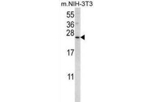 Western Blotting (WB) image for anti-Sorting Nexin 24 (SNX24) antibody (ABIN2996266) (SNX24 antibody)
