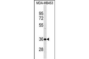 Western blot analysis in MDA-MB453 cell line lysates (35ug/lane). (DNAJB2 antibody  (N-Term))