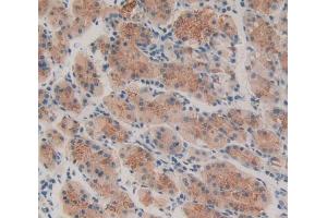 Used in DAB staining on fromalin fixed paraffin- embedded stomach tissue (Thrombopoietin antibody  (AA 25-298))