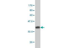 Western Blot detection against Immunogen (37. (BAG1 antibody  (AA 241-345))