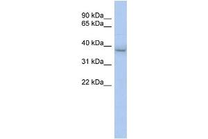 WB Suggested Anti-KLHDC8B Antibody Titration:  0. (KLHDC8B antibody  (N-Term))