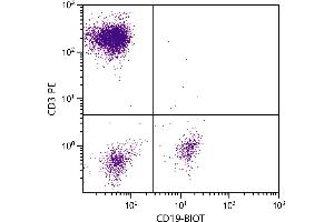 Human peripheral blood lymphocytes were stained with Mouse Anti-Human CD19-BIOT. (CD19 antibody  (Biotin))