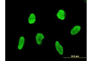 Immunofluorescence of monoclonal antibody to FLI1 on HeLa cell. (FLI1 antibody  (AA 1-452))