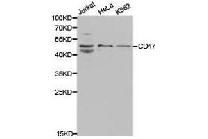 Western Blotting (WB) image for anti-CD47 (CD47) antibody (ABIN1871641)