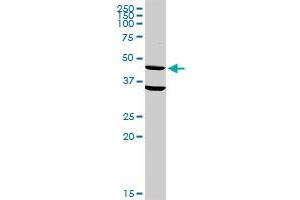 CD33 MaxPab rabbit polyclonal antibody. (CD33 antibody  (AA 1-364))