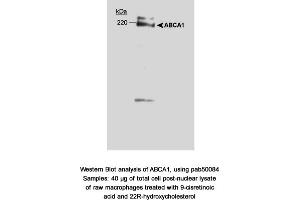 Image no. 1 for anti-ATP-Binding Cassette, Sub-Family A (ABC1), Member 1 (ABCA1) (AA 1100-1300) antibody (ABIN363393) (ABCA1 antibody  (AA 1100-1300))